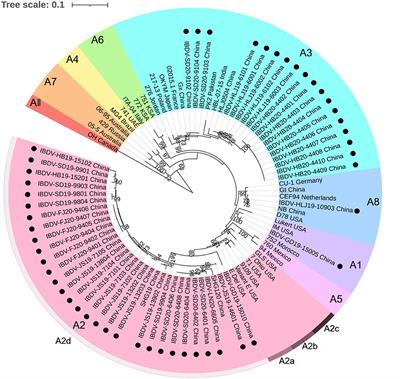 Genotyping and Molecular Characterization of Infectious Bursal Disease Virus Identified in Important Poultry-Raising Areas of China During 2019 and 2020